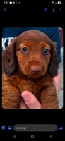 Loretta , a female Miniature Dachshund for sale in Neosho, MO – 1 of 1