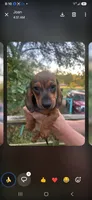 Jetro, a male Miniature Dachshund for sale in Neosho, MO – 3 of 4
