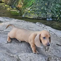 Cash, a male Miniature Dachshund for sale in Neosho, MO – Photo 1 of 5