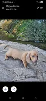 Cash, a male Miniature Dachshund for sale in Neosho, MO – Photo 1 of 5