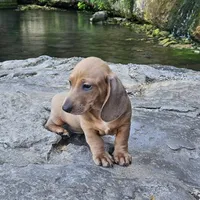 Cash, a male Miniature Dachshund for sale in Neosho, MO – Photo 3 of 5