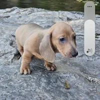 Cash, a male Miniature Dachshund for sale in Neosho, MO – Photo 2 of 5