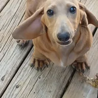 Cash, a male Miniature Dachshund for sale in Neosho, MO – Photo 4 of 5