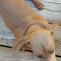 Cash, a male Miniature Dachshund for sale in Neosho, MO – Photo 5 of 5