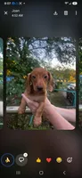 HUDSON, a male Miniature Dachshund for sale in Neosho, MO – 2 of 3