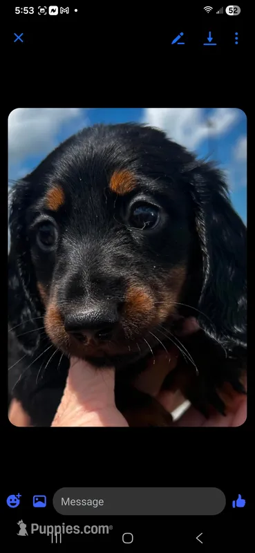 Teddy – Miniature Dachshund puppy for sale in Neosho, MO