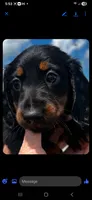 Teddy, a male Miniature Dachshund for sale in Neosho, MO – 1 of 3
