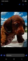 Reba, a female Miniature Dachshund for sale in Neosho, MO – 2 of 2