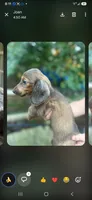 Tommy, a male Miniature Dachshund for sale in Neosho, MO – 3 of 6