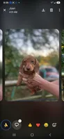 Dolly, a female Miniature Dachshund for sale in Neosho, MO – 2 of 4