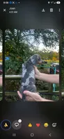 Chester, a male Miniature Dachshund for sale in Neosho, MO – 2 of 2