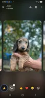 Tommy, a male Miniature Dachshund for sale in Neosho, MO – 5 of 6