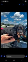 Teddy, a male Miniature Dachshund for sale in Neosho, MO – 3 of 3