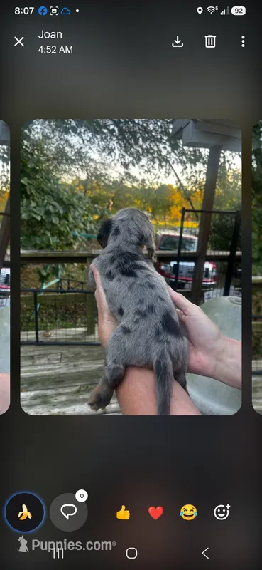 Cher – Miniature Dachshund puppy for sale in Neosho, MO