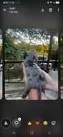 Cher, a female Miniature Dachshund for sale in Neosho, MO – 1 of 3