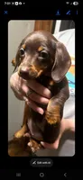 Ester, a female Miniature Dachshund for sale in Neosho, MO – Photo 1 of 2