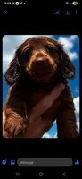 Teddy, a male Miniature Dachshund for sale in Neosho, MO – 2 of 3