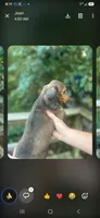 Tommy, a male Miniature Dachshund for sale in Neosho, MO – 4 of 6
