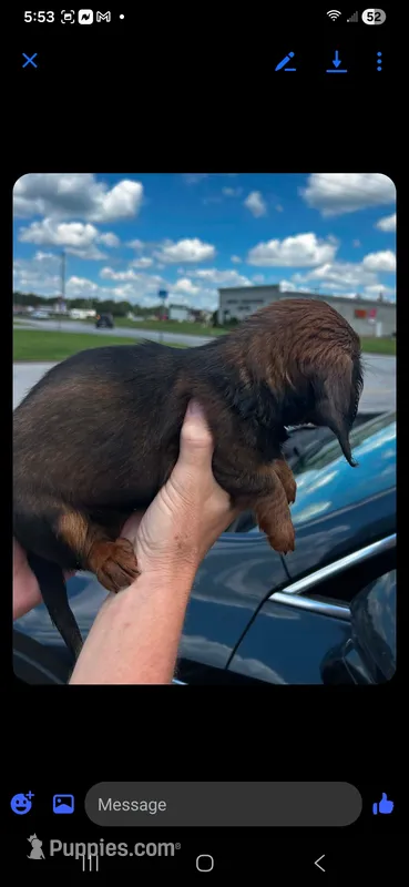 Mindy – Miniature Dachshund puppy for sale in Neosho, MO