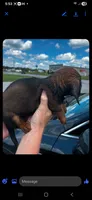 Mindy, a female Miniature Dachshund for sale in Neosho, MO – 1 of 2