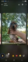 Jetro, a male Miniature Dachshund for sale in Neosho, MO – 4 of 4