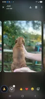 Dolly, a female Miniature Dachshund for sale in Neosho, MO – 3 of 4