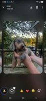 Cher, a female Miniature Dachshund for sale in Neosho, MO – 3 of 3