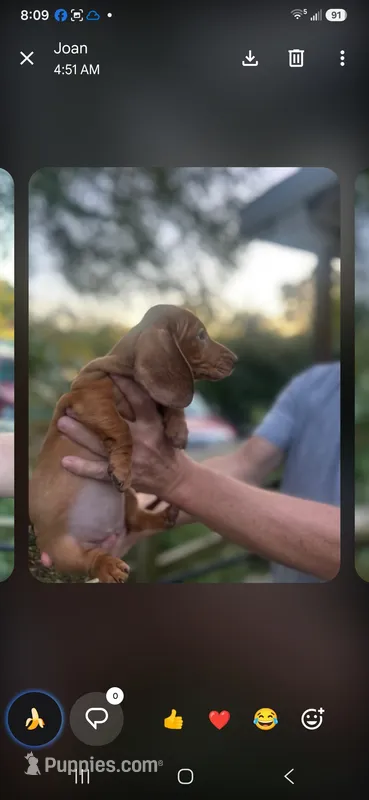 Dolly – Miniature Dachshund puppy for sale in Neosho, MO