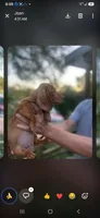 Dolly, a female Miniature Dachshund for sale in Neosho, MO – 1 of 4