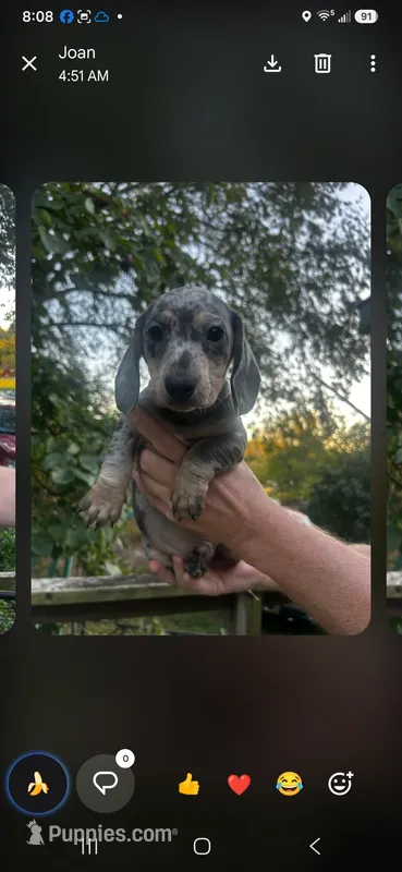Chester – Miniature Dachshund puppy for sale in Neosho, MO
