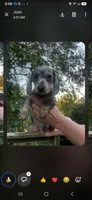 Chester, a male Miniature Dachshund for sale in Neosho, MO – 1 of 2