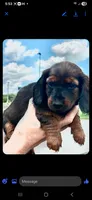 Mindy, a female Miniature Dachshund for sale in Neosho, MO – 2 of 2