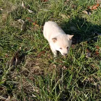 AURORA, a female Shiba Inu for sale in Neosho, MO – Photo 2 of 3