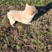 AURORA, a female Shiba Inu for sale in Neosho, MO – Photo 3 of 3