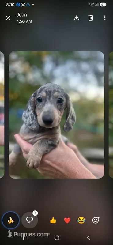 Mattie – Miniature Dachshund puppy for sale in Neosho, MO