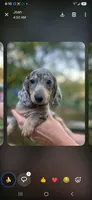Mattie, a female Miniature Dachshund for sale in Neosho, MO – 1 of 3