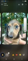 Tommy, a male Miniature Dachshund for sale in Neosho, MO – 6 of 6
