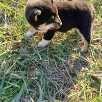 Socks, a male Shiba Inu for sale in Neosho, MO – Photo 1 of 3
