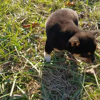 Socks, a male Shiba Inu for sale in Neosho, MO – Photo 2 of 3