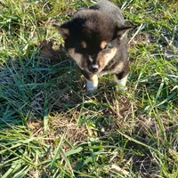 Socks, a male Shiba Inu for sale in Neosho, MO – Photo 3 of 3