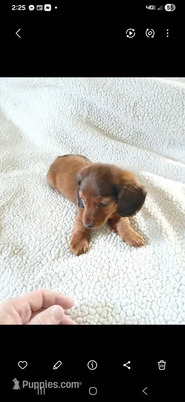 Willie  – Miniature Dachshund puppy for sale in Neosho, MO