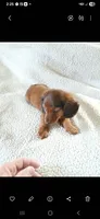 Willie , a male Miniature Dachshund for sale in Neosho, MO – Photo 1 of 3