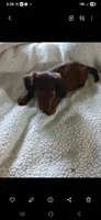 Willie , a male Miniature Dachshund for sale in Neosho, MO – Photo 2 of 3