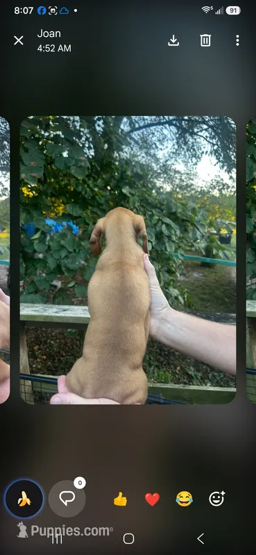 HUDSON – Miniature Dachshund puppy for sale in Neosho, MO