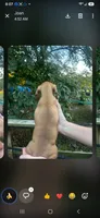 HUDSON, a male Miniature Dachshund for sale in Neosho, MO – 1 of 3