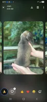 Tommy, a male Miniature Dachshund for sale in Neosho, MO – 2 of 6