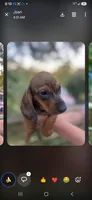Jetro, a male Miniature Dachshund for sale in Neosho, MO – 2 of 4