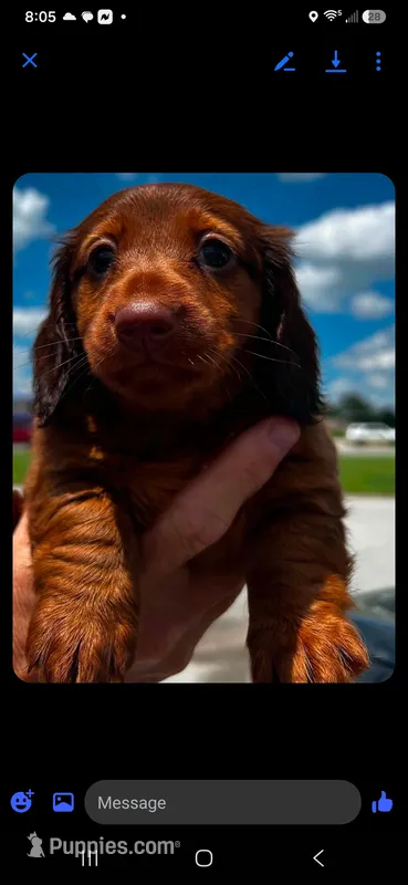 Reba – Miniature Dachshund puppy for sale in Neosho, MO