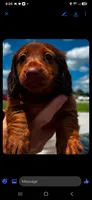 Reba, a female Miniature Dachshund for sale in Neosho, MO – 1 of 2