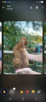 Dolly, a female Miniature Dachshund for sale in Neosho, MO – 4 of 4